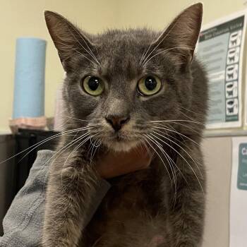 Meri Grey -  Domestic Short Hair and Mixed Breed Cat for Adoption in Chicago, Illinois - Meri Grey | PetCurious