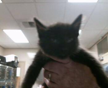 Domestic Short Hair Cats Available for Adoption in Sacramento, California - PRIMO | PetCurious