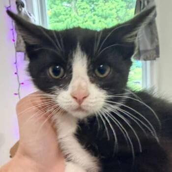 Jerry -  Domestic Short Hair Cat for Adoption in Winchester, Virginia - Jerry | PetCurious