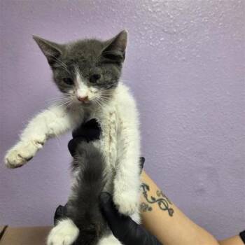 61274457 -  Domestic Short Hair Cat for Adoption in El Paso, Texas - 61274457 | PetCurious
