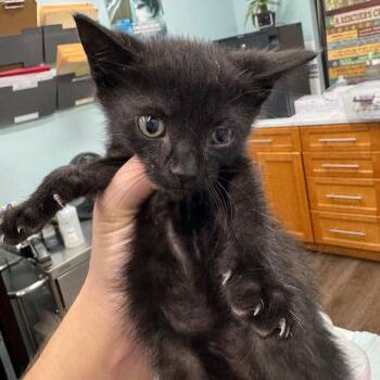 Cole -  Domestic Short Hair Cat for Adoption in Buffalo, New York - Cole | PetCurious