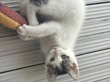 Danny -  Domestic Short Hair Cat for Adoption in Spencer, Massachusetts - Danny | PetCurious