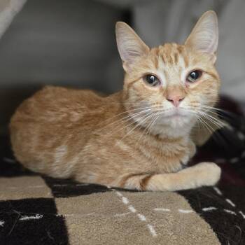 Daisy -  Domestic Short Hair Cat for Adoption in Pittsburgh, Pennsylvania - Daisy | PetCurious