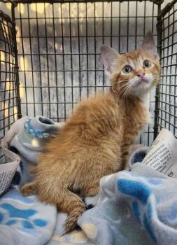 CONSUELO -  Domestic Medium Hair Cat for Adoption in San Antonio, Texas - CONSUELO | PetCurious