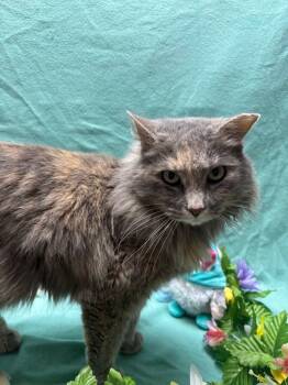 Rescue Domestic Long Hair Cats for Adoption in Wabash, Indiana - Sherry | PetCurious