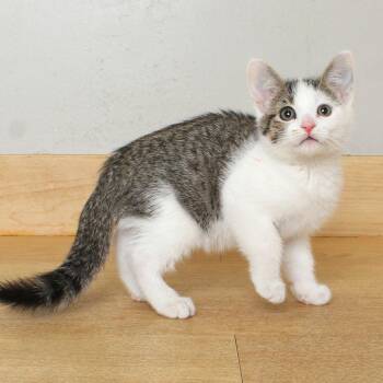 Domestic Short Hair Cats Available for Adoption in Minnetonka, Minnesota - Dana C69018 | PetCurious
