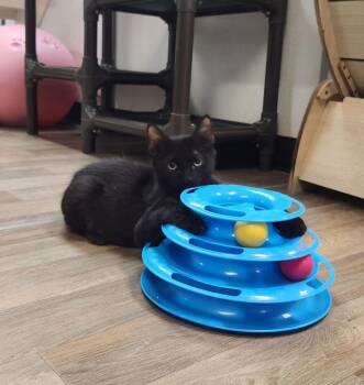 Kitten 27955 (Buzz) -  Domestic Short Hair Cat for Adoption in Parlier, California - Kitten 27955 (Buzz) | PetCurious