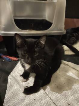 Rescue Domestic Short Hair Cats for Adoption in Davis, California - Nori | PetCurious