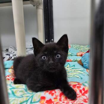 Salem -  Domestic Short Hair Cat for Adoption - Salem | PetCurious