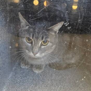 Rescue Domestic Short Hair Cats for Adoption in Gloucester, Virginia - Rita | PetCurious