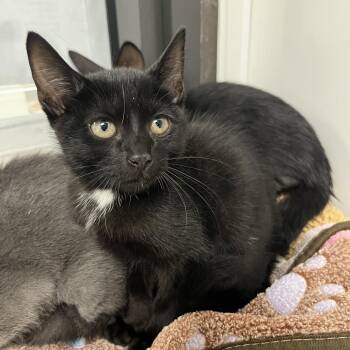 Obsidian -  Domestic Short Hair Cat for Adoption in West Palm Beach, Florida - Obsidian | PetCurious