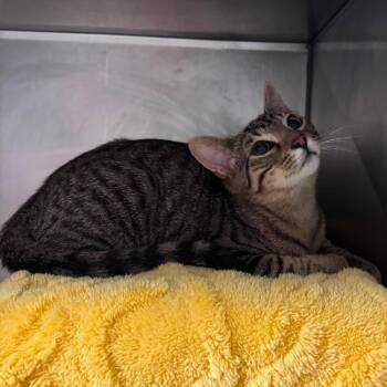 Hamburglar -  Domestic Short Hair Cat for Adoption in Edwardsville, Illinois - Hamburglar | PetCurious