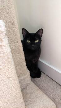 Moon -  Domestic Short Hair Cat for Adoption in Burnaby, British Columbia - Moon | PetCurious