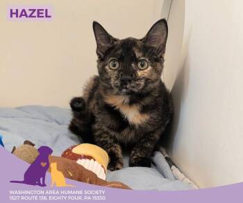 Rescue Domestic Short Hair Cats for Adoption in Eighty Four, Pennsylvania - Hazel | PetCurious
