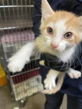 Domestic Long Hair Cats Available for Adoption in Stockton, California - OSCAR | PetCurious