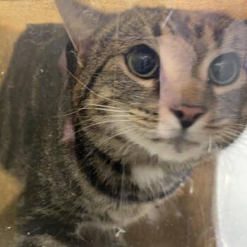 Benjamin -  Domestic Short Hair Cat for Adoption in Harrisonburg, Virginia - Benjamin | PetCurious