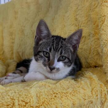Chaos Potato -  Domestic Short Hair Cat for Adoption in Spanish Fork, Utah - Chaos Potato | PetCurious