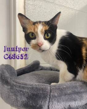 Rescue Domestic Short Hair Cats for Adoption in Clarksville, Tennessee - Juniper | PetCurious