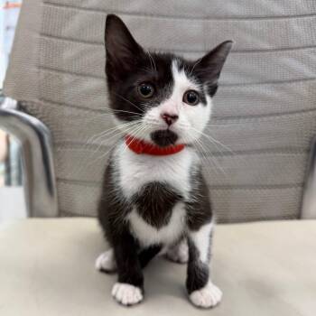 Ella -  Domestic Short Hair Cat for Adoption in Marshall, Virginia - Ella | PetCurious