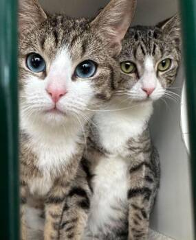 Luke and Champ -  Domestic Short Hair Cat for Adoption in Melrose, Massachusetts - Luke And Champ | PetCurious