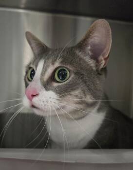 Rescue Domestic Short Hair Cats for Adoption in Wellington, Kansas - Leah | PetCurious