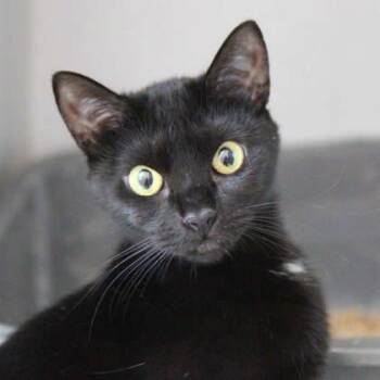 Ida -  Domestic Short Hair Cat for Adoption in Atlanta, Georgia - Ida | PetCurious