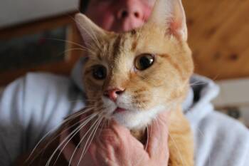 Rescue Domestic Short Hair Cats for Adoption in Rice Lake, Wisconsin - Crockett | PetCurious