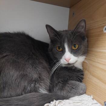 Rescue Domestic Short Hair Cats for Adoption in Williamsport, Pennsylvania - Spaghetti | PetCurious