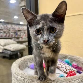 Opal -  Domestic Short Hair Cat for Adoption in Lakewood, California - Opal | PetCurious