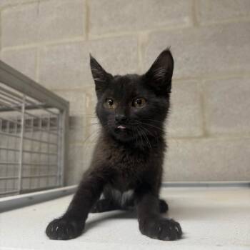 Rescue Domestic Short Hair Cats for Adoption in Amory, Mississippi - Pop 051313 | PetCurious