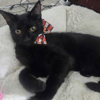 Rescue Domestic Short Hair Cats for Adoption in East Amherst, New York - Koda | PetCurious