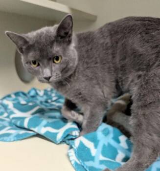 Domestic Short Hair and Russian Blue Cats Available for Adoption - Albanese | PetCurious