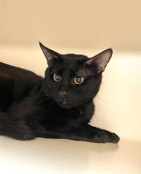 Domestic Short Hair Cats Available for Adoption - Olive | PetCurious