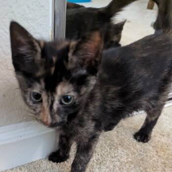 Tamale (white) -  Domestic Short Hair Cat for Adoption in Sunnyvale, California - Tamale (white) | PetCurious