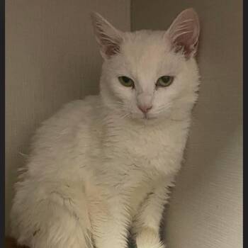 Domestic Short Hair Cats Available for Adoption - Truthguarder | PetCurious