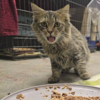 Rescue Domestic Medium Hair Cats for Adoption in Etna, Pennsylvania - Zoey | PetCurious