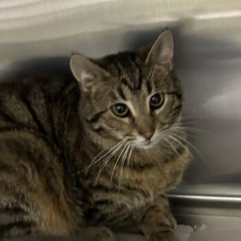 Domestic Short Hair Cats Available for Adoption in Corbin, Kentucky - Harry | PetCurious