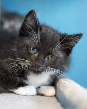 Mickey -  Domestic Short Hair Cat for Adoption in Pequot Lakes, Minnesota - Mickey | PetCurious