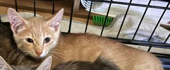 Rescue Domestic Short Hair Cats for Adoption in Virginia Beach, Virginia - King | PetCurious