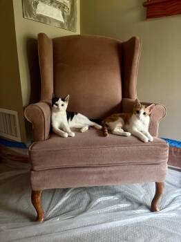 Saffron -  Domestic Short Hair Cat for Adoption in Burlington, Vermont - Saffron | PetCurious