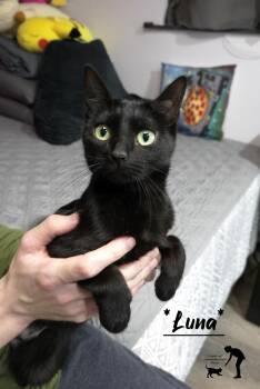Domestic Short Hair Cats Available for Adoption - Luna | PetCurious