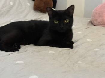 Rescue Bombay and Domestic Short Hair Cats for Adoption in Columbus, Ohio - MONICA | PetCurious