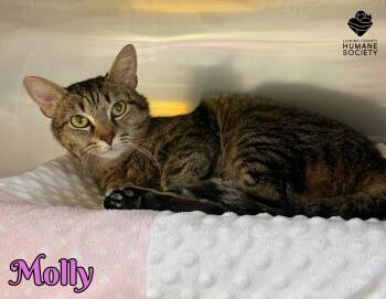 Domestic Short Hair Cats Available for Adoption in Heath, Ohio - Molly | PetCurious