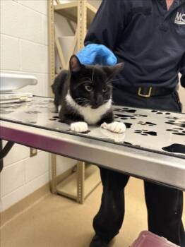 Domestic Short Hair Cats Available for Adoption in Derwood, Maryland - BOOTS WITH THE FUR | PetCurious