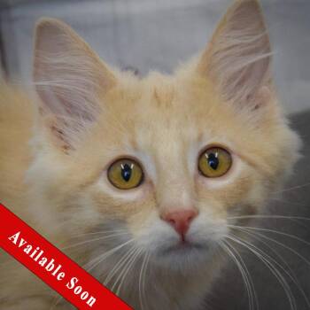 Stew -  Tabby and Domestic Medium Hair Cat for Adoption in Huntley, Illinois - Stew | PetCurious