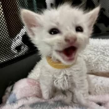 Autumn & Boo -  Domestic Long Hair and Domestic Short Hair Cat for Adoption in Liverpool, Texas - Autumn & Boo | PetCurious