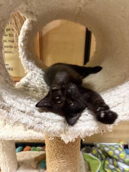 Luella -  Domestic Short Hair Cat for Adoption in Yardley, Pennsylvania - Luella | PetCurious
