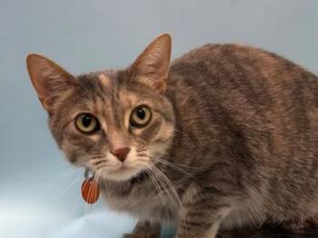 Luna -  Domestic Short Hair Cat for Adoption in Woodbury, Minnesota - Luna | PetCurious