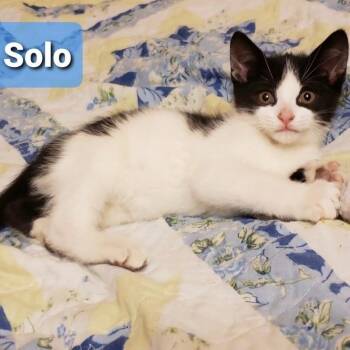 Solo -  Domestic Short Hair Cat for Adoption in Carmel, Indiana - Solo | PetCurious