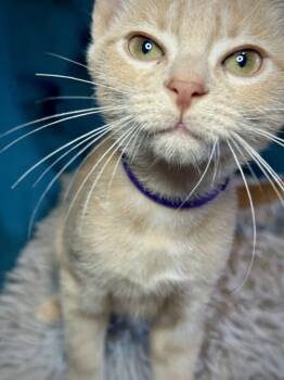Rescue Domestic Short Hair Cats for Adoption in Avoca, Pennsylvania - Ember | PetCurious